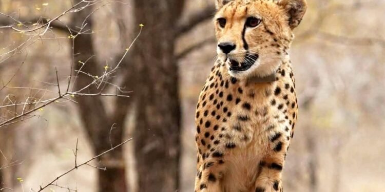 भारत में जन्मी पहली चीता ‘मुखी’ 3 साल की हुई, बिन मां के पली बढ़ी, अनाथ शावक से मजबूत शिकारी बनी