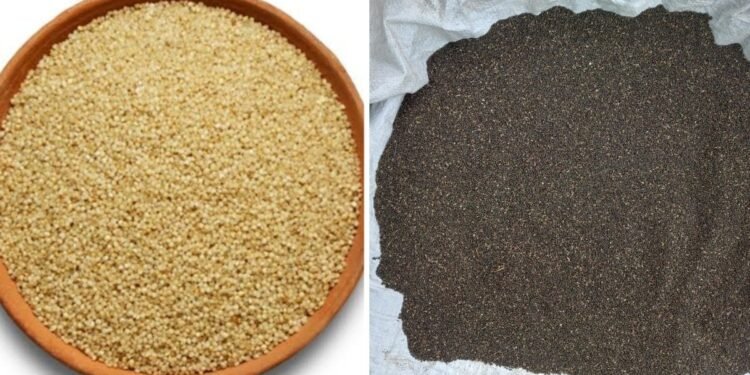 ग्लोबल ब्रांड बनेगा MP का श्रीअन्न… सिताही, नागदमन कुटकी और बैंगनी अरहर को जल्द मिलेगा GI टैग