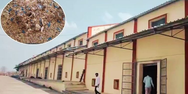 MP के वेयर हाउस में खराब हो गया 35 करोड़ का गेहूं? अफसर बोले- जांच रिपोर्ट के बाद होगा फैसला