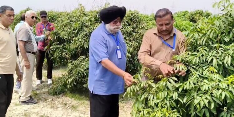 Bihar की लीची सिखाएगी कमाई का नया तरीका, पंजाब के किसान पहुंचे ट्रेनिंग लेने, 10×15 फीट में खेती, ज्यादा मुनाफा!