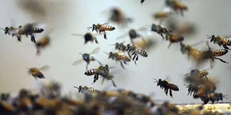 MP: स्कूल में मधुमक्खियों ने अचानक बोला धावा, 20 से ज्यादा बच्चों को काटा… दहशत