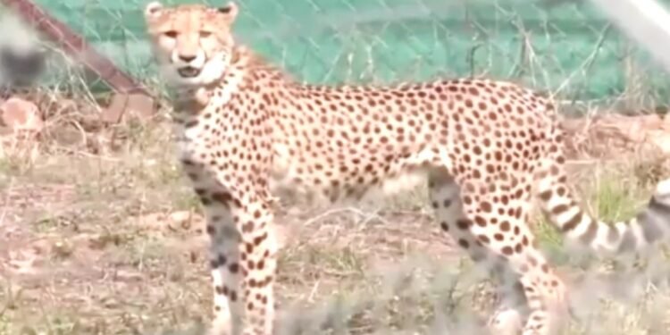 Kuno में फिट और एक्टिव हैं बोत्सवाना के चीते, 6 का क्वारंटाइन खत्म, बड़े बाड़ों में लगाई पहली छलांग