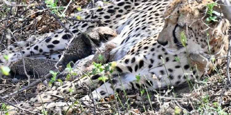 कूनो नेशनल पार्क से फिर मिली बड़ी खुशखबरी, भारत में जन्मी मादा चीता ने दिया 4 शावकों को जन्म
