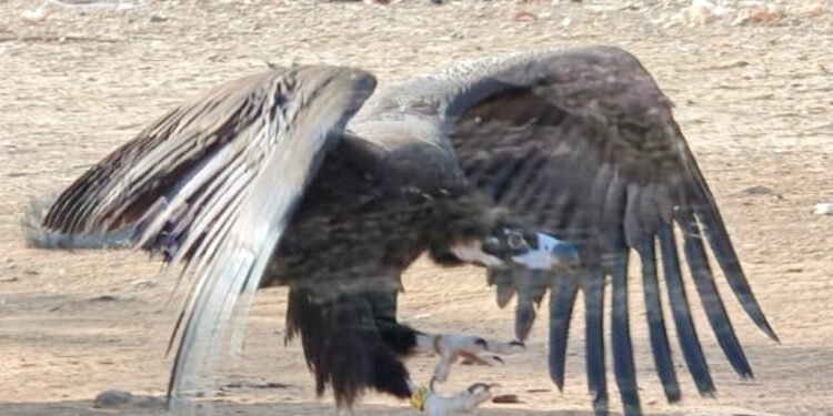MP से उड़े गिद्ध का पाकिस्तान में रेस्क्यू… हल्की चोटों के बाद जमीन पर गिरा, पड़ोसी मुल्क के लोगों ने संभाला, दी नई जिंदगी
