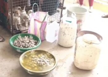 कुत्तों की नसबंदी के नाम पर बड़ा खेल? MP में एक घर से मिले 795 कुत्तों के प्राइवेट पार्ट्स, फर्जी बिल पास कराने की थी बड़ी तैयारी