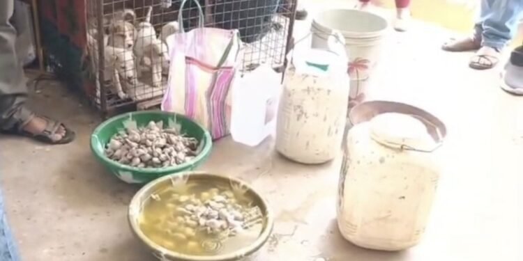 कुत्तों की नसबंदी के नाम पर बड़ा खेल? MP में एक घर से मिले 795 कुत्तों के प्राइवेट पार्ट्स, फर्जी बिल पास कराने की थी बड़ी तैयारी