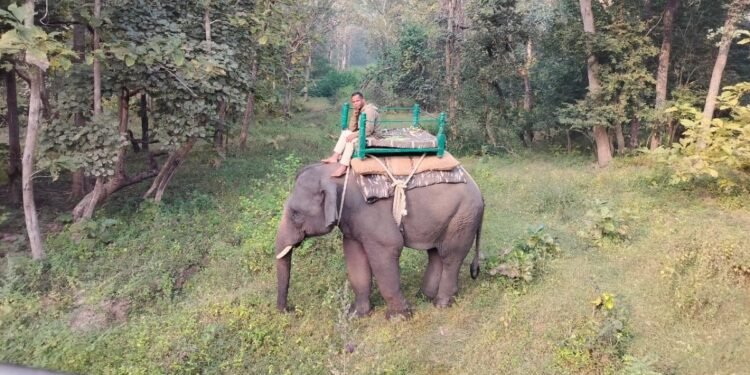 हत्या या बाघ का हमला? पेंच के कोर एरिया में युवक की खौफनाक मौत पर बड़ा खुलासा