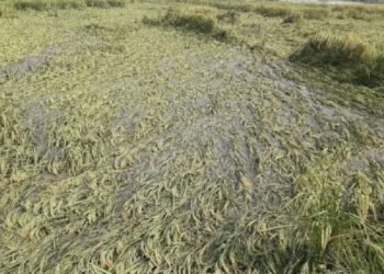 बिहार: आपदा प्रभावित किसानों को राहत! 5 मई तक करें आवेदन, मिलेगा 2500 रुपये तक का अनुदान
