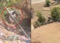 जमीन पर पटककर तेंदुए के ऊपर बैठा, MP के धार का चौंकाने वाला VIDEO