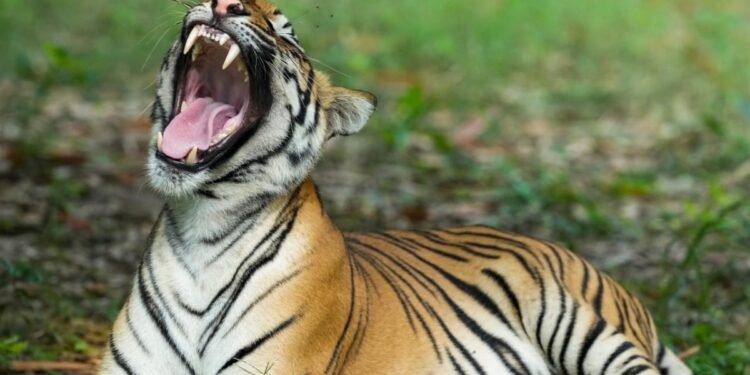 एक ही बाघिन के दो शावकों की मौत, मध्य प्रदेश में इस साल अब तक 22 बाघों ने गंवाई जान