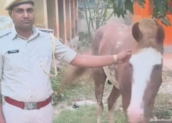 बाइक-कार के बाद अब घोड़ा बना तस्करों का हथियार, शराब के साथ पुलिस ने पकड़ा अनोखा जुगाड़