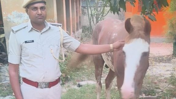 बाइक-कार के बाद अब घोड़ा बना तस्करों का हथियार, शराब के साथ पुलिस ने पकड़ा अनोखा जुगाड़