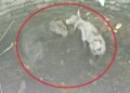 कुएं में गिरे शिकारी और शिकार के बीच ‘अनोखी दोस्ती’, जब बछड़ा चाटने लगा तेंदुए का चेहरा; देखें कैसे हुआ रेस्क्यू