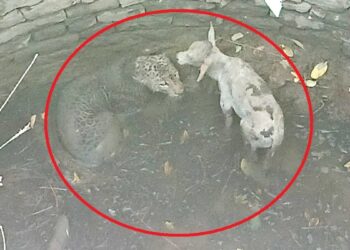 कुएं में गिरे शिकारी और शिकार के बीच ‘अनोखी दोस्ती’, जब बछड़ा चाटने लगा तेंदुए का चेहरा; देखें कैसे हुआ रेस्क्यू