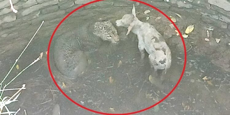 कुएं में गिरे शिकारी और शिकार के बीच ‘अनोखी दोस्ती’, जब बछड़ा चाटने लगा तेंदुए का चेहरा; देखें कैसे हुआ रेस्क्यू