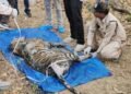 कान्हा नेशनल पार्क: 8 दिन में बाघिन और उसके 4 शावकों की मौत; क्या सच में भूख बनी पूरे परिवार के खात्मे की वजह?