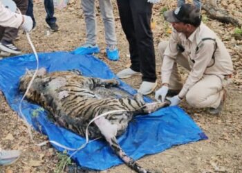कान्हा नेशनल पार्क: 8 दिन में बाघिन और उसके 4 शावकों की मौत; क्या सच में भूख बनी पूरे परिवार के खात्मे की वजह?