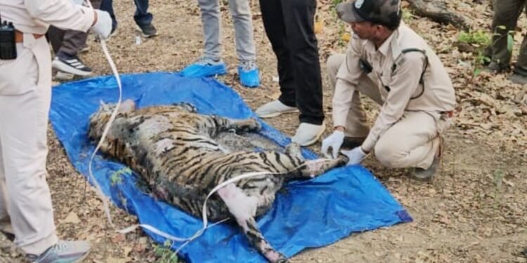 कान्हा नेशनल पार्क: 8 दिन में बाघिन और उसके 4 शावकों की मौत; क्या सच में भूख बनी पूरे परिवार के खात्मे की वजह?