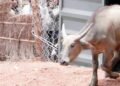 काजीरंगा से कान्हा में आए 4 नए जंगली भैंसे, 100 साल पहले MP से विलुप्त हुआ था यह कुनबा