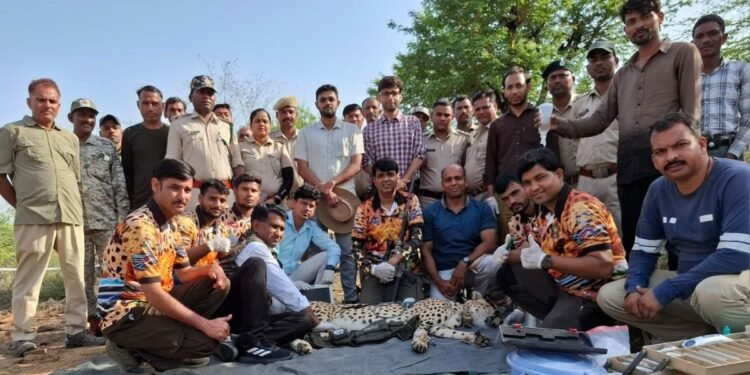 23 दिन बाद लौटा चीता, बाघों के इलाके में घूम रहा था… टीम ने रेस्क्यू कर कूनो के खुले जंगल में छोड़ा