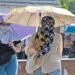 Delhi Weather: प्रचंड गर्मी और हीटवेव का वार… दिल्ली में सुबह का पारा भी 28 डिग्री पार, IMD की चेतावनी
