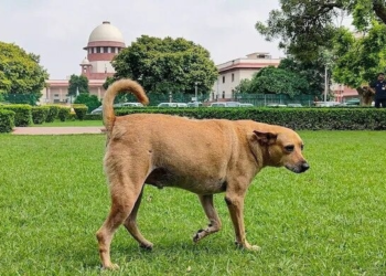 आवारा कुत्तों पर कई दौर की सुनवाई के बाद आज अहम फैसला! अब तक क्या-क्या हुआ?