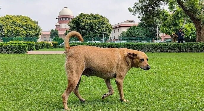 आवारा कुत्तों पर कई दौर की सुनवाई के बाद आज अहम फैसला! अब तक क्या-क्या हुआ?