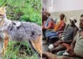 बेगूसराय में पागल गीदड़ का तांडव… झाड़ियों से निकलते ही 7 लोगों को नोच डाला, चार की हालत गंभीर