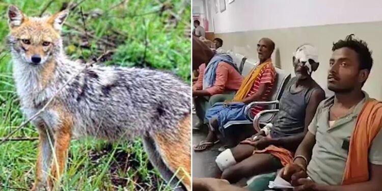 बेगूसराय में पागल गीदड़ का तांडव… झाड़ियों से निकलते ही 7 लोगों को नोच डाला, चार की हालत गंभीर