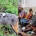 बेगूसराय में पागल गीदड़ का तांडव… झाड़ियों से निकलते ही 7 लोगों को नोच डाला, चार की हालत गंभीर