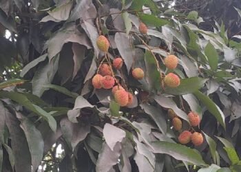 मुजफ्फरपुर की शाही लीची पर मौसम की मार, फसल को 70 फीसदी तक नुकसान, टेंशन में किसान!