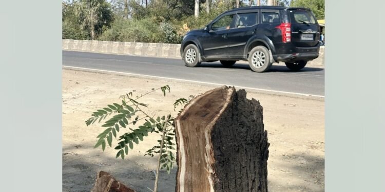 भोपाल अयोध्या बाईपास का रास्ता साफ: NGT ने 7871 पेड़ों को काटने की दी अनुमति; बदले में लगाने होंगे 80 हजार पौधे
