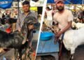 2.40 लाख का ‘सलमान’ और 1.80 लाख का ‘सुल्तान’, बकरा बाजार में चर्चा तेज, गर्मी ने रोका कारोबार