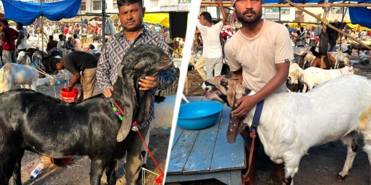 2.40 लाख का ‘सलमान’ और 1.80 लाख का ‘सुल्तान’, बकरा बाजार में चर्चा तेज, गर्मी ने रोका कारोबार