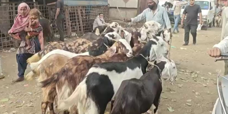 दिल्ली: गाजीपुर मंडी में बकरीद से पहले रौनक, दूर-दराज के राज्यों से पहुंचे व्यापारी, खरीदारों की भी उमड़ी भीड़