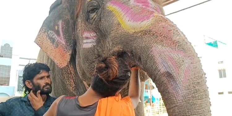 महाकाल की सवारी से पहले उज्जैन में ‘हाथी’ पर घमासान! ब्लड सैंपल देने से महावत का इनकार, डॉक्टरों की टीम को पीछे हटना पड़ा
