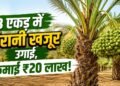 कम पानी वाली जमीन में उगाया खजूर बाग, चमक गई इस किसान की किस्मत; जानें इस खेती का पूरा गणित