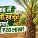 कम पानी वाली जमीन में उगाया खजूर बाग, चमक गई इस किसान की किस्मत; जानें इस खेती का पूरा गणित