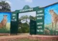 राष्ट्रपति द्रौपदी मुर्मू का 5 दिवसीय MP दौरा, ग्वालियर से हेलीकॉप्टर के जरिए पहुंचेंगी कूनो नेशनल पार्क, करेंगी रात्रि विश्राम