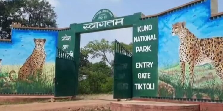 राष्ट्रपति द्रौपदी मुर्मू का 5 दिवसीय MP दौरा, ग्वालियर से हेलीकॉप्टर के जरिए पहुंचेंगी कूनो नेशनल पार्क, करेंगी रात्रि विश्राम