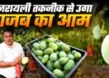 जहां उम्मीद कम थी, वहीं हुआ चमत्कार, इजरायली तकनीक से नरसिंहपुर में खड़ा हुआ 70 एकड़ का आमों का साम्राज्य, अब पहुंचा दुबई- लंदन