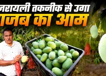जहां उम्मीद कम थी, वहीं हुआ चमत्कार, इजरायली तकनीक से नरसिंहपुर में खड़ा हुआ 70 एकड़ का आमों का साम्राज्य, अब पहुंचा दुबई- लंदन