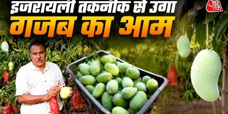 जहां उम्मीद कम थी, वहीं हुआ चमत्कार, इजरायली तकनीक से नरसिंहपुर में खड़ा हुआ 70 एकड़ का आमों का साम्राज्य, अब पहुंचा दुबई- लंदन