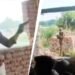 Bhojpur Encounter: पिस्टल ताने रहा आरोपी, देखते रहे पुलिसकर्मी, वायरल वीडियो के बाद SHO समेत 4 सस्पेंड
