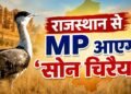 MP और आंध्र में बड़ा ‘वाइल्डलाइफ एक्सचेंज’… देंगे बाघ, बदले में लेंगे जंगली कुत्ते; राजस्थान से ‘सोन चिरैया’ भी लौटेगी