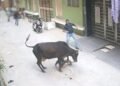 ‘मम्मी, ओ मम्मी बचाओ…’ बच्चा चीख रहा था, आवारा गाय दौड़ा-दौड़ाकर कुचलती रही, दहला देगा Video