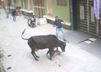 ‘मम्मी, ओ मम्मी बचाओ…’ बच्चा चीख रहा था, आवारा गाय दौड़ा-दौड़ाकर कुचलती रही, दहला देगा Video