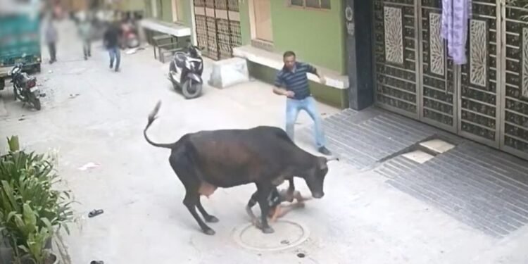 ‘मम्मी, ओ मम्मी बचाओ…’ बच्चा चीख रहा था, आवारा गाय दौड़ा-दौड़ाकर कुचलती रही, दहला देगा Video