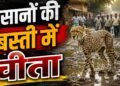 कूनो नेशनल पार्क से निकलकर गांव में घुसी मादा चीता, स्कूल तक जा पहुंची; लाठी-डंडे लेकर दौड़े लोग