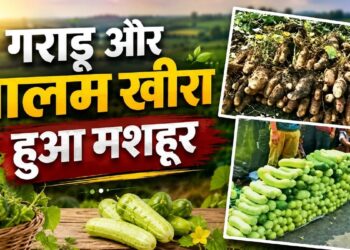बालम खीरा और गराड़ू अब दुनिया में बनाएंगे अलग पहचान, मिला GI टैग, खुले एक्सपोर्ट के रास्ते